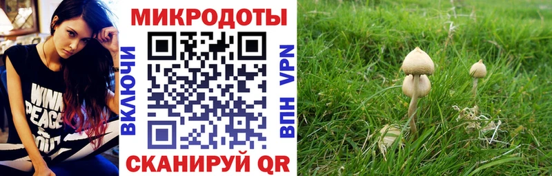 купить   Новое Девяткино  Галлюциногенные грибы Cubensis 